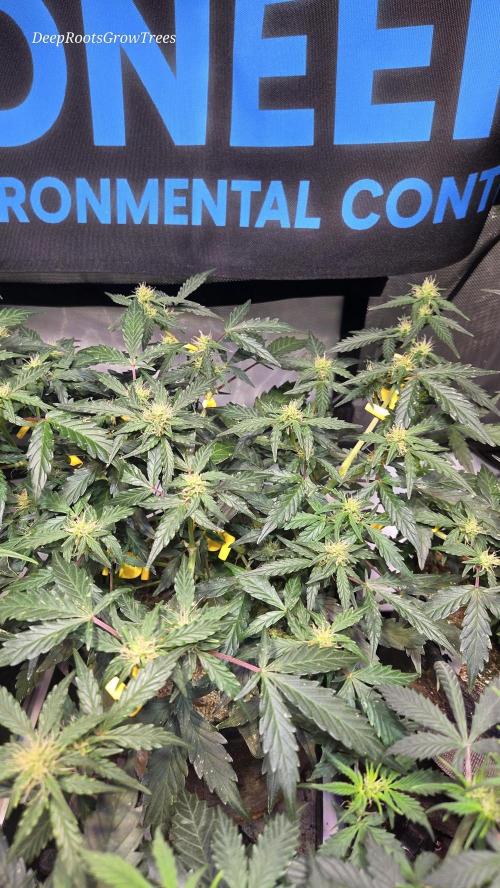 DOSIDOS AUTO. Week 4