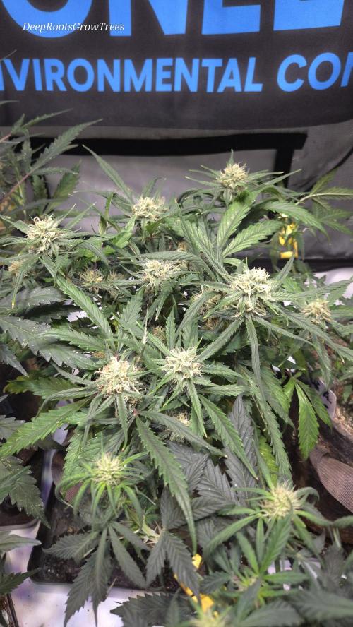 MOON ROCK  AUTO. Week 4