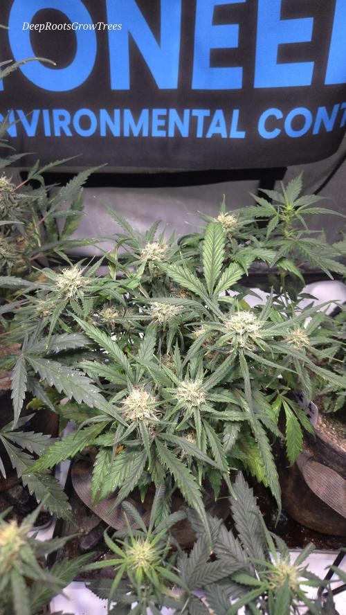 MOON ROCK  AUTO. Week 4