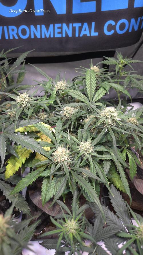 MOON ROCK  AUTO. Week 4