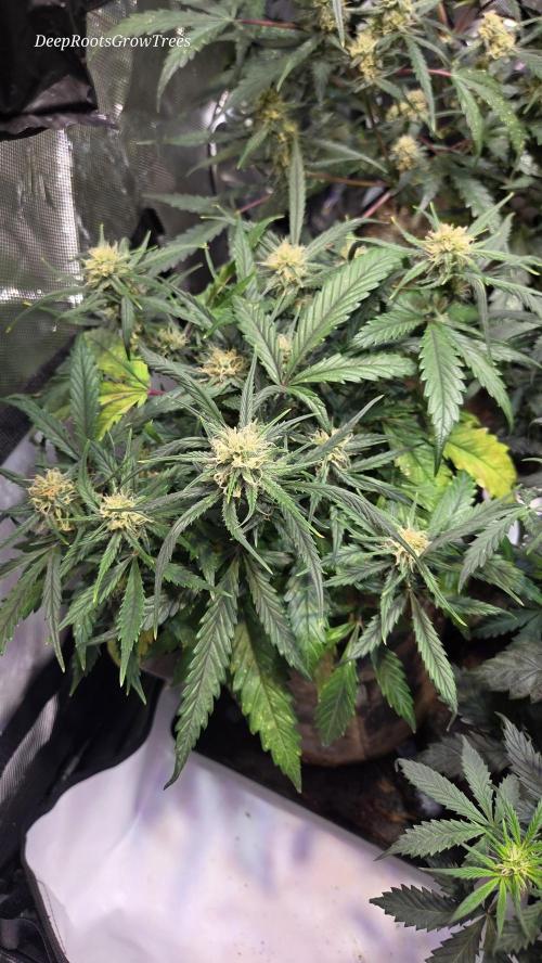 MOON ROCK  AUTO. Week 4
