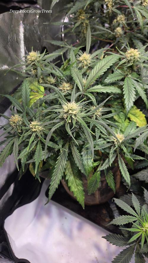 MOON ROCK  AUTO. Week 4