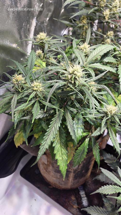 MOON ROCK  AUTO. Week 4