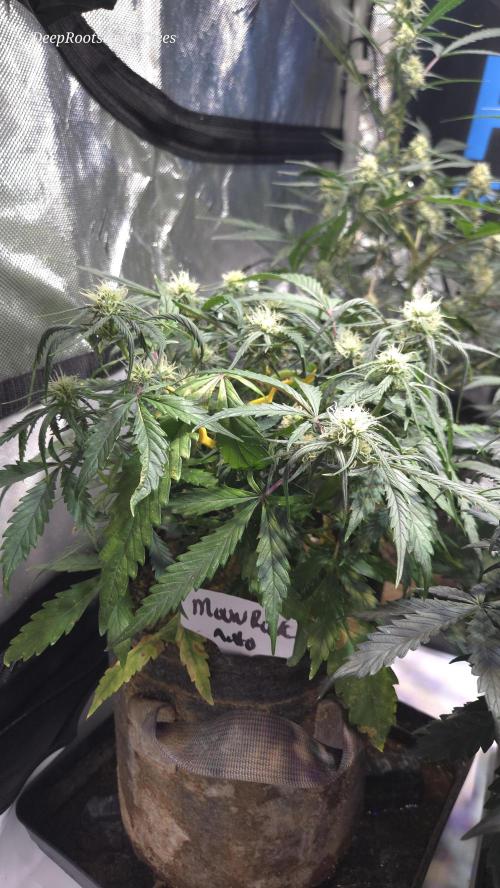MOON ROCK  AUTO. Week 4