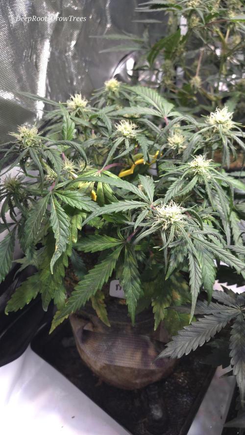 MOON ROCK  AUTO. Week 4