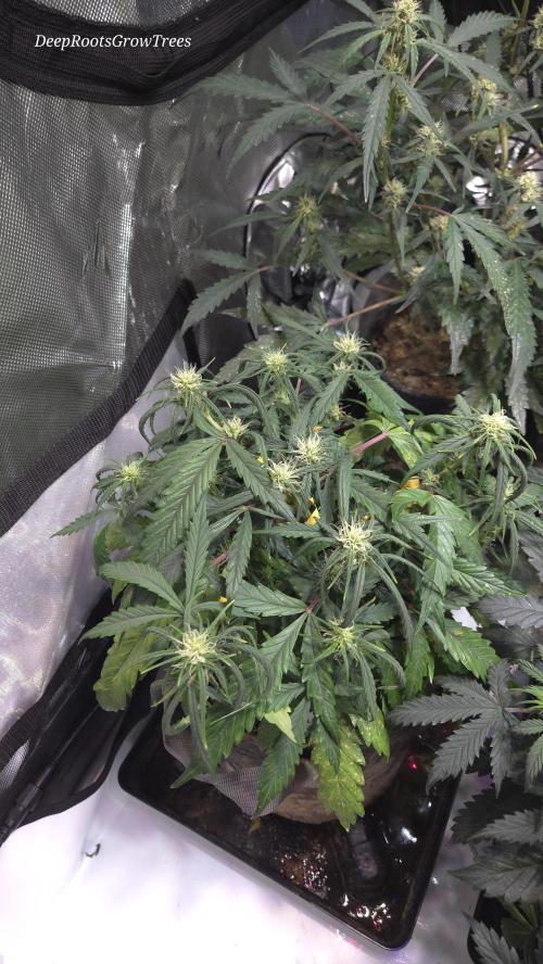 MOON ROCK  AUTO. Week 4