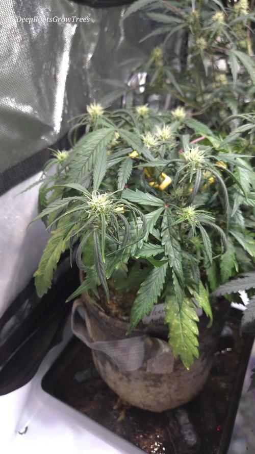 MOON ROCK  AUTO. Week 4