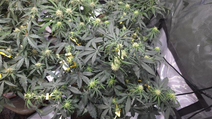 MIMOSA  AUTO. Week 7