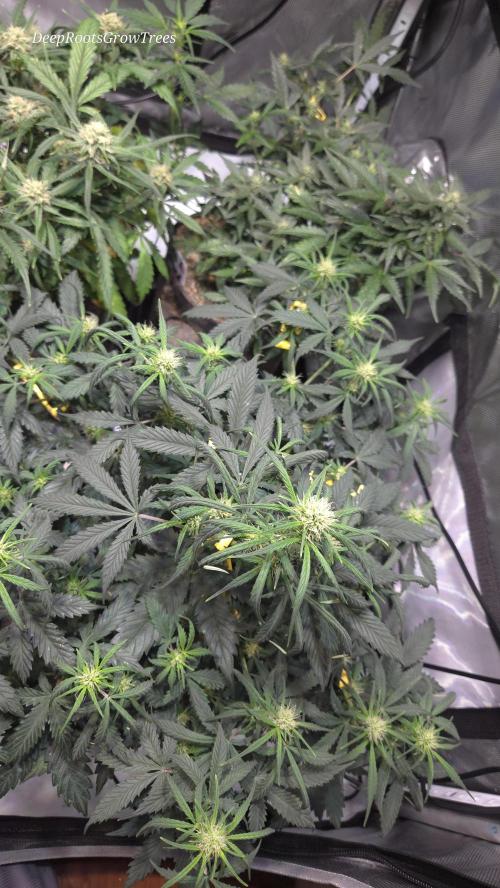 MIMOSA  AUTO. Week 7