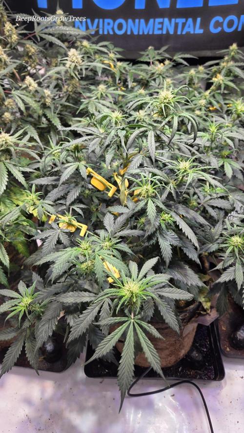 MIMOSA  AUTO. Week 7