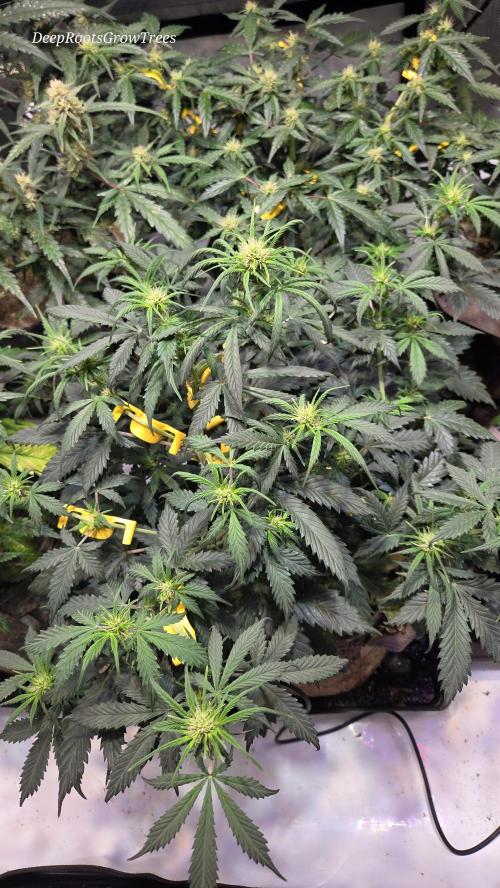 MIMOSA  AUTO. Week 7