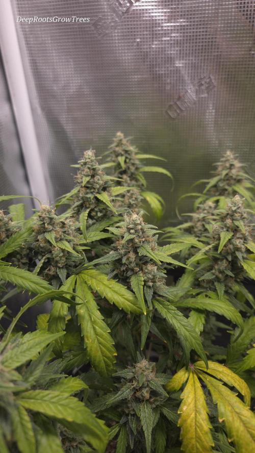 TRIPLE G AUTO. Week 9