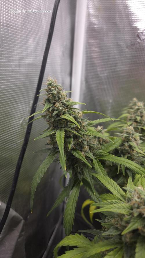 TRIPLE G AUTO. Week 9