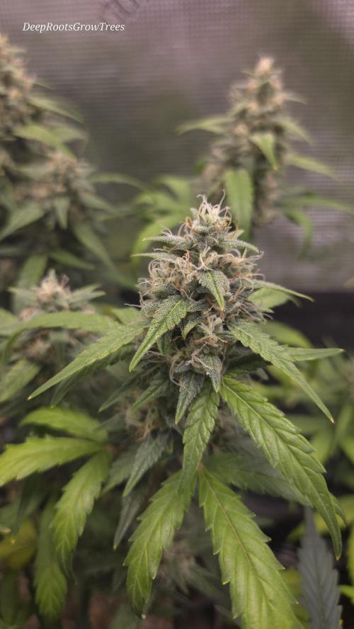 TRIPLE G AUTO. Week 9