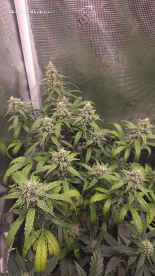 TRIPLE G AUTO. Week 9