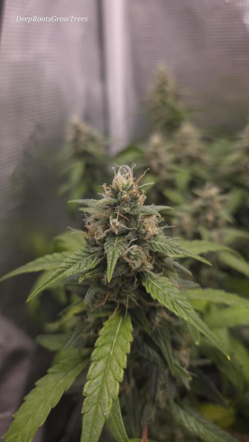 TRIPLE G AUTO. Week 9