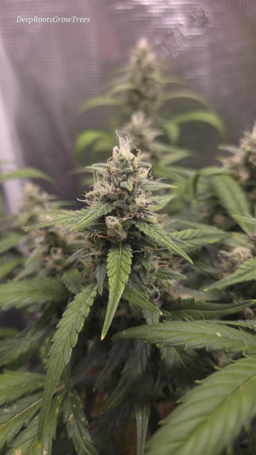 TRIPLE G AUTO. Week 9