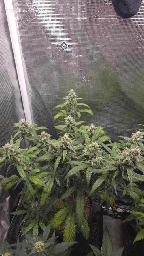 TRIPLE G AUTO. Week 9