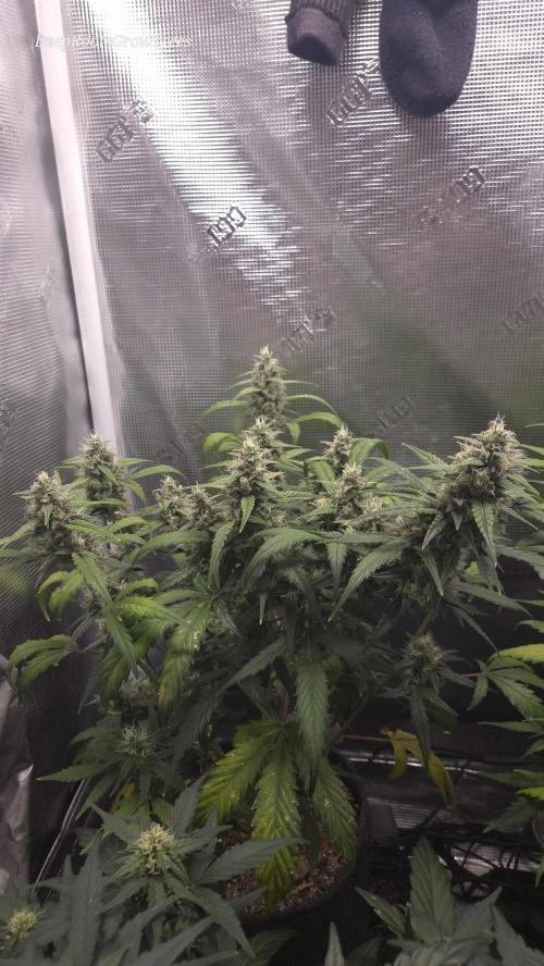TRIPLE G AUTO. Week 9