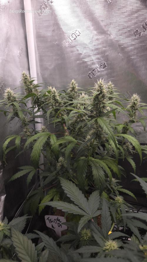 TRIPLE G AUTO. Week 9