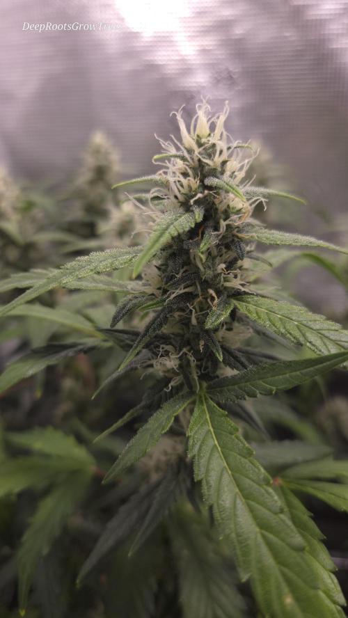 TRIPLE G AUTO. Week 9