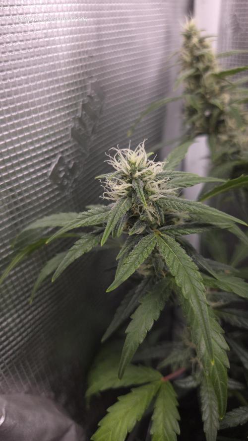 TRIPLE G AUTO. Week 9