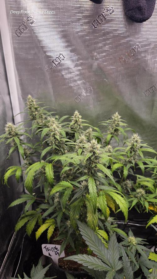 TRIPLE G AUTO. Week 9
