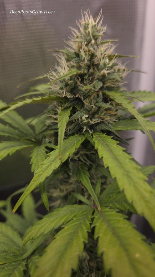 BLUE CHEESE 🧀 AUTO. Week 9