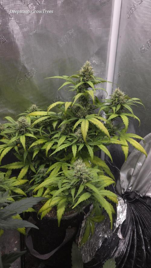 BLUE CHEESE 🧀 AUTO. Week 9