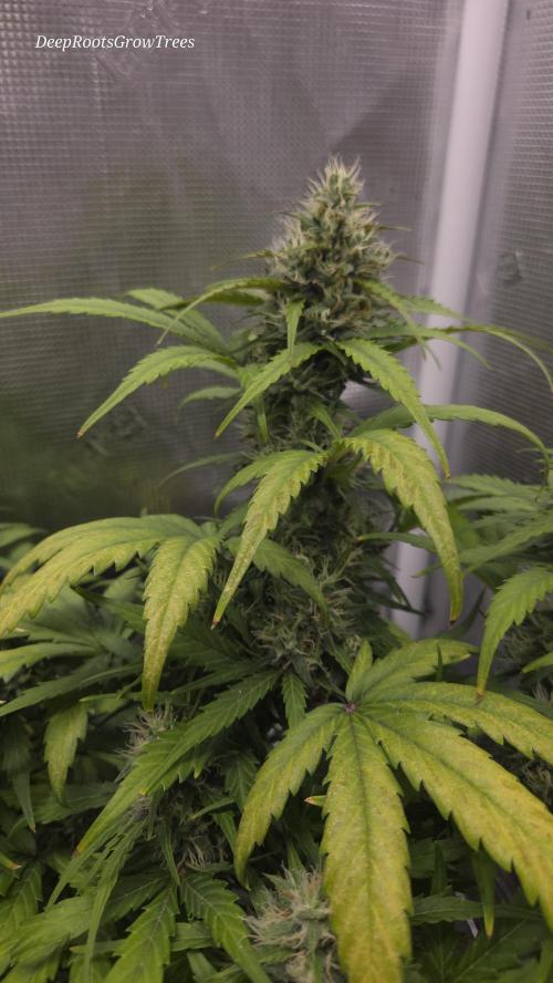 BLUE CHEESE 🧀 AUTO. Week 9