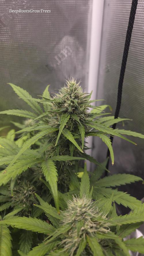 BLUE CHEESE 🧀 AUTO. Week 9