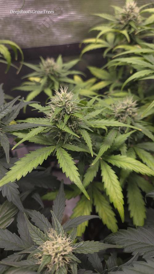 BLUE CHEESE 🧀 AUTO. Week 9