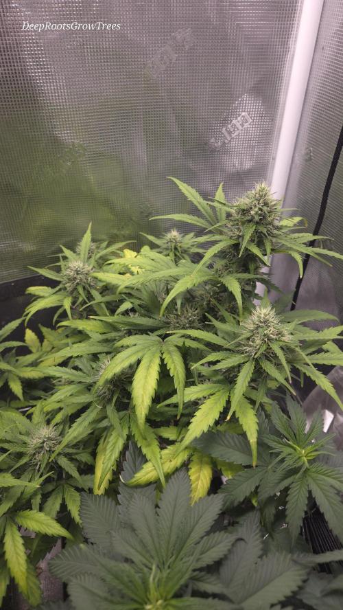BLUE CHEESE 🧀 AUTO. Week 9