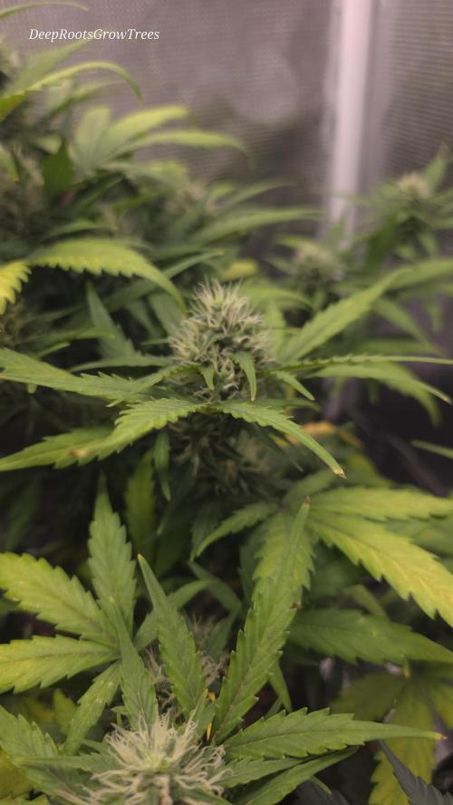 BLUE CHEESE 🧀 AUTO. Week 9