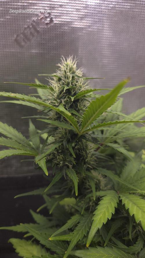 BLUE CHEESE 🧀 AUTO. Week 9