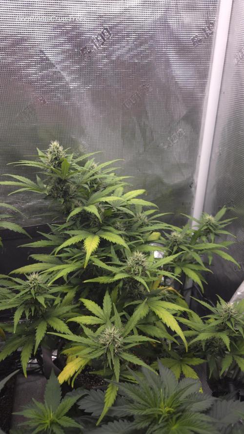 BLUE CHEESE 🧀 AUTO. Week 9