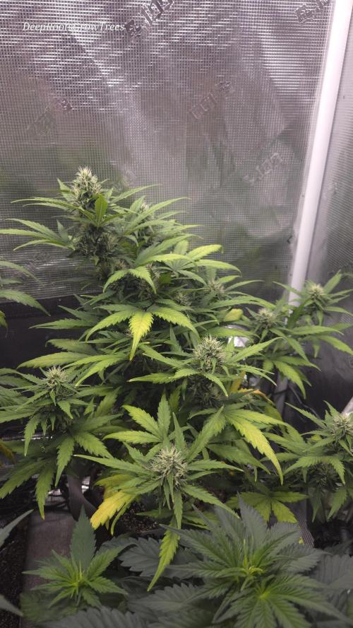 BLUE CHEESE 🧀 AUTO. Week 9