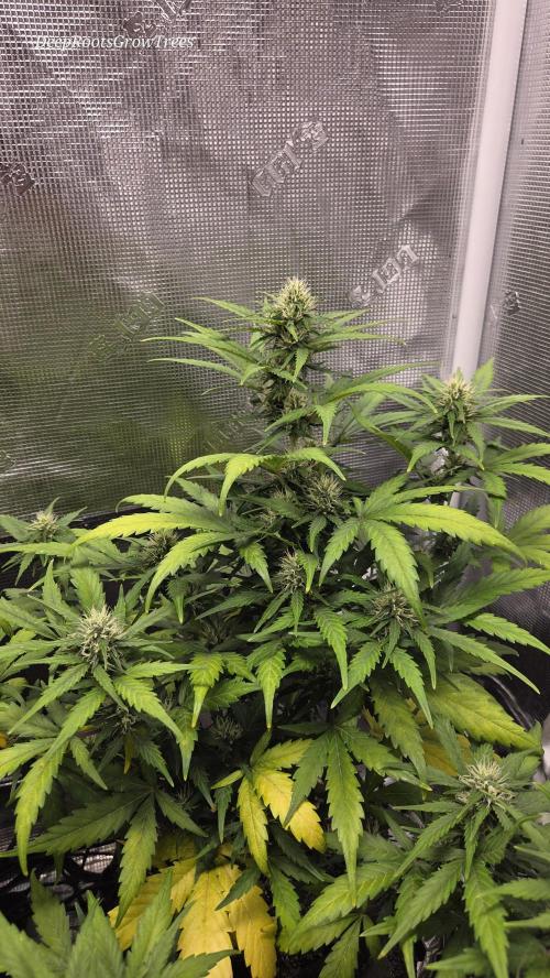 BLUE CHEESE 🧀 AUTO. Week 9