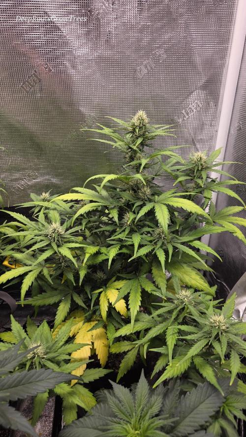 BLUE CHEESE 🧀 AUTO. Week 9