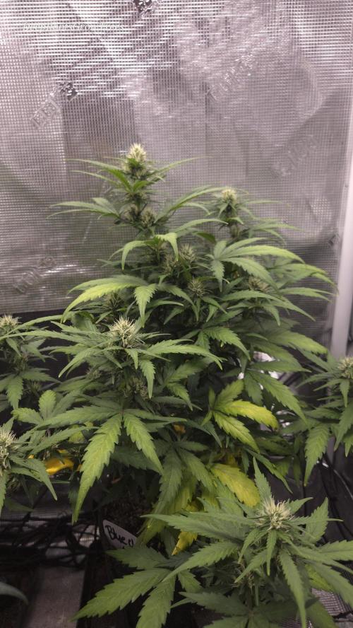 BLUE CHEESE 🧀 AUTO. Week 9