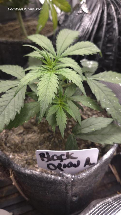 AUTO BLACK OPIUM. Week 2