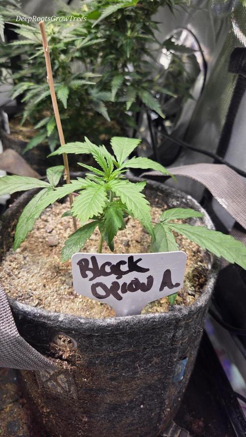 AUTO BLACK OPIUM. Week 2