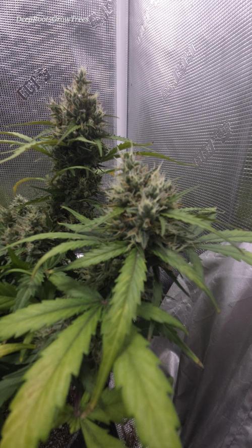 BLUE CHEESE 🧀 AUTO. Week 10