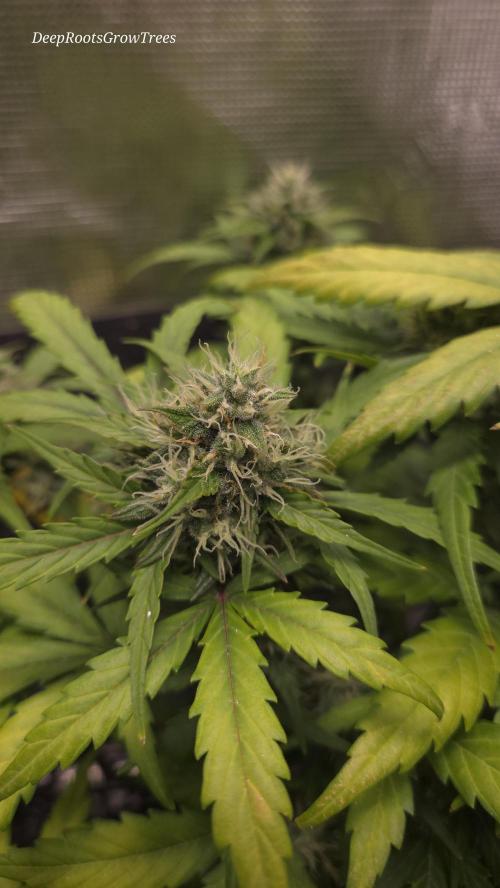 BLUE CHEESE 🧀 AUTO. Week 10
