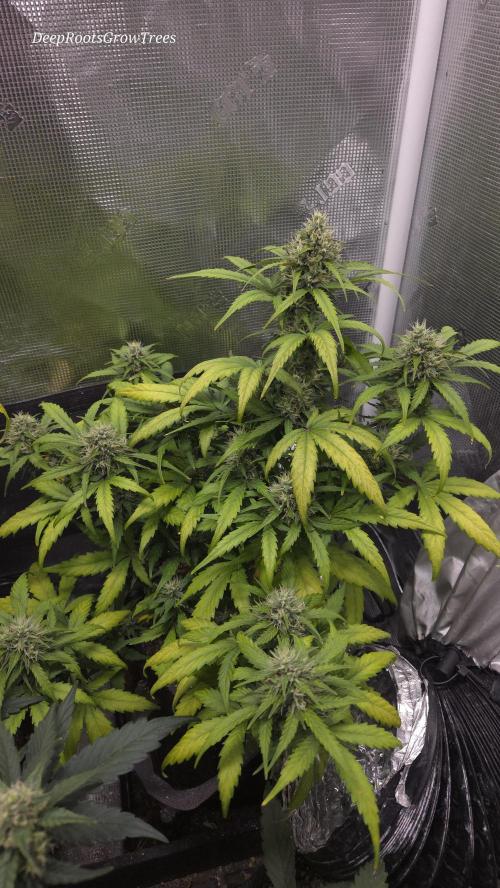BLUE CHEESE 🧀 AUTO. Week 10