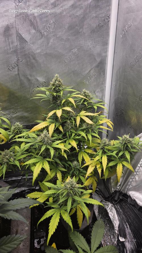 BLUE CHEESE 🧀 AUTO. Week 10