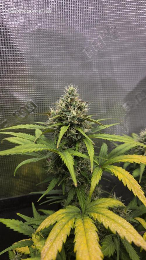 BLUE CHEESE 🧀 AUTO. Week 10