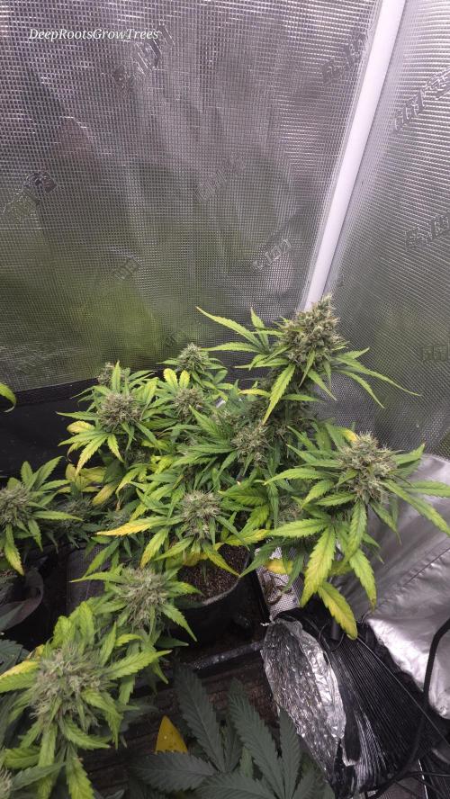 Blue Cheese Automatic. Week 10