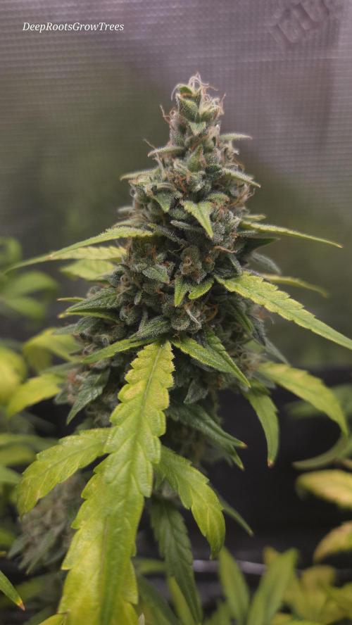 TRIPLE G AUTO. Week 10