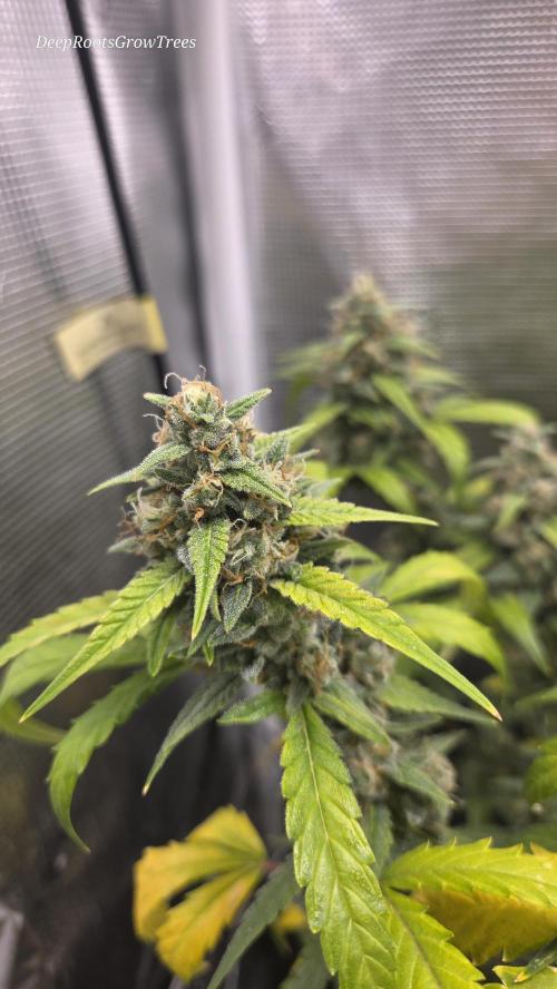 TRIPLE G AUTO. Week 10